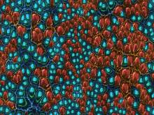 CELLS